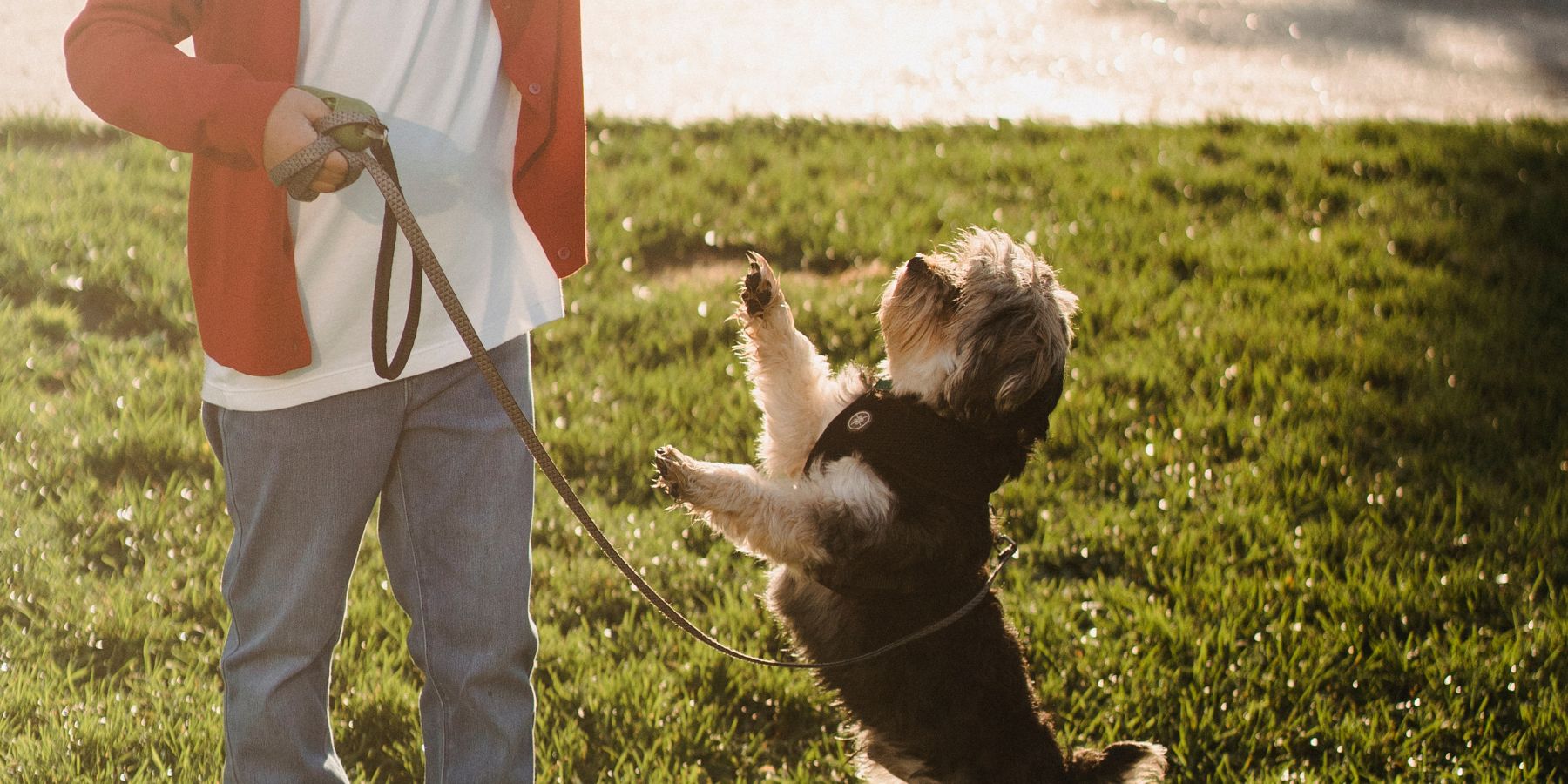 Advanced Dog Commands for a Well-Behaved Canine Companion
