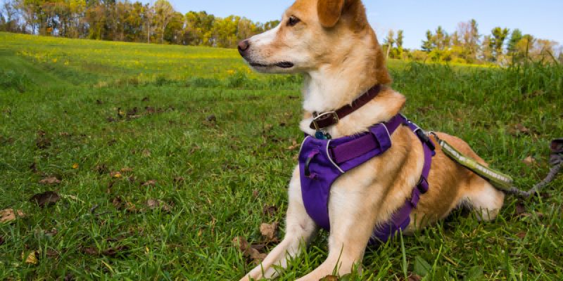 Sizing Up Your Puppy for the Perfect Harness Fit