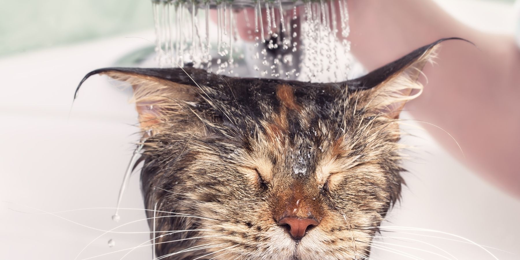 What to Do After Your Cat's Flea Bath: Post-Bath Care Tips Introduction