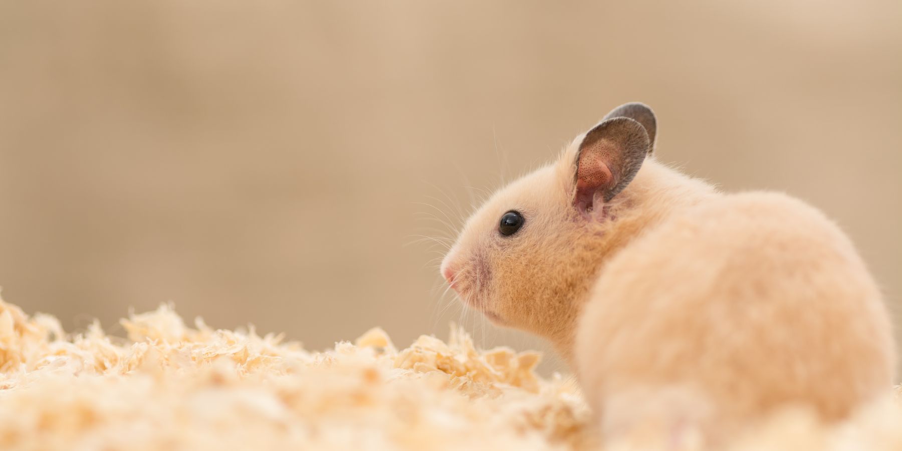 Essential Checklist: What Do You Need for a Hamster?